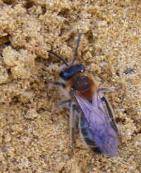Andrena a b h sp f 2008_0404mdb0019.jpg (139159 octets)