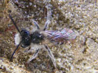 Andrena a b sp m 2008_0404mdb0058.jpg (193725 octets)