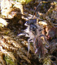 Andrena a b sp m 2008_0404mdb0060.jpg (156575 octets)