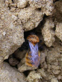 Andrena fulva f 2008_0404mdb0004.jpg (132973 octets)
