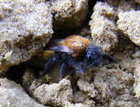 Andrena fulva f 2008_0404mdb0006.jpg (247347 octets)