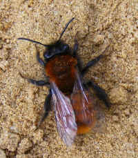 Andrena fulva f 2008_0408mdb0003.jpg (222142 octets)