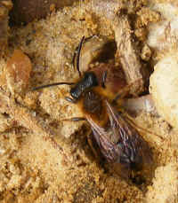 Andrena fulva m 2008_0404mdb0046.jpg (139408 octets)