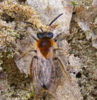 Andrena haemor m 2008_0404mdb0054.jpg (188015 octets)