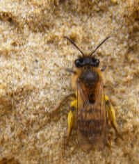 Andrena sp bicolor 2008_0404mdb0009.jpg (94108 octets)