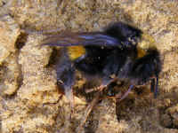 Bombus terrestris 2008_0404.jpg (189976 octets)