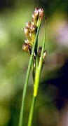 Juncus_subnodulosusfleurkinfo.jpg (28400 octets)