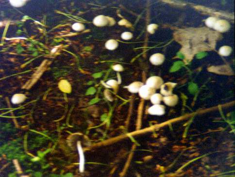 groupe de petits champignons de printemps.jpg (29625 octets)