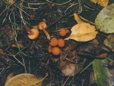 hygrophore (semble hygrocybe miniata).jpg (27503 octets)>
        <p><font face=