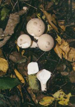 lycoperdons frais.jpg (16262 octets) width=