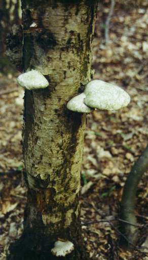 polypore du bouleau.jpg (25889 octets)