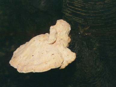 polypore soufré.jpg (10618 octets) WIDTH=