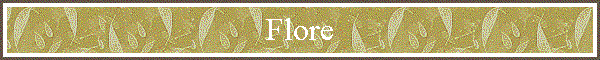 Flore