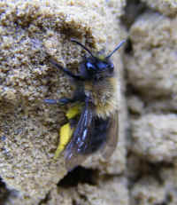 andrena clarkella f 2008_0409016.jpg (240993 octets)