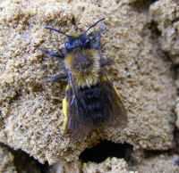 andrena clarkella f 2008_0409017.jpg (251966 octets)