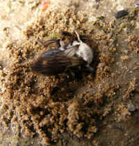 api Andrena vaga 2008_0404mdb0048.jpg (191315 octets)