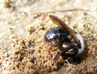 api Andrena vaga 2008_0404mdb0053.jpg (171397 octets)