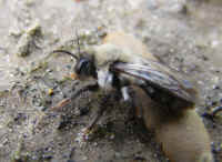 api Andrena vaga 2008_0404mdb0065.jpg (171227 octets)