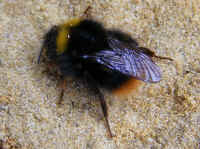 api Bombus sp 2008_0408mdb0008.jpg (274547 octets)