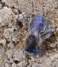 api_Colletes_cunicularius_fem__2008_0404mdb0001.jpg (170871 octets)