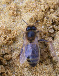 apis mellifera  2008_0404mdb0016.jpg (151034 octets)