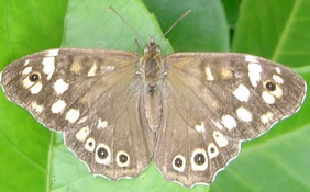 papillon2 mai 2000.jpg (13489 octets) width=